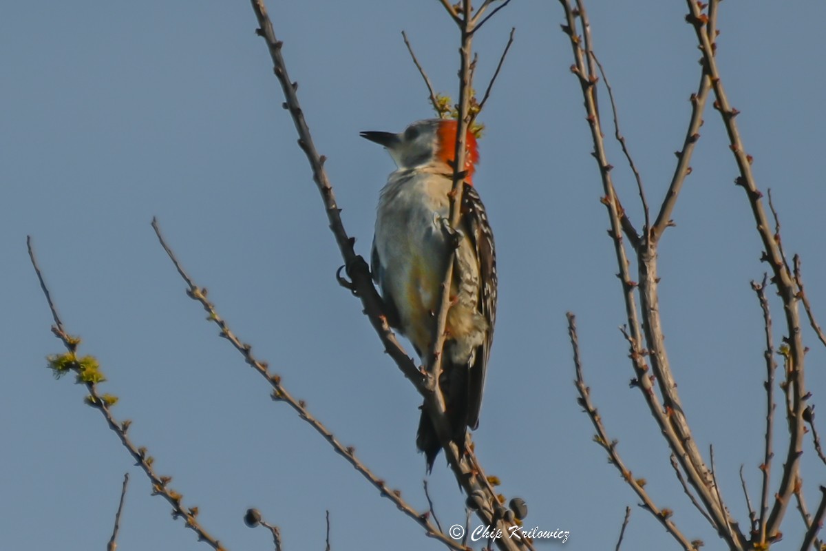 Red-bellied Woodpecker - ML472022391