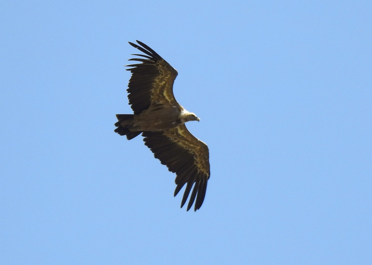 Eurasian Griffon - Luís Lourenço