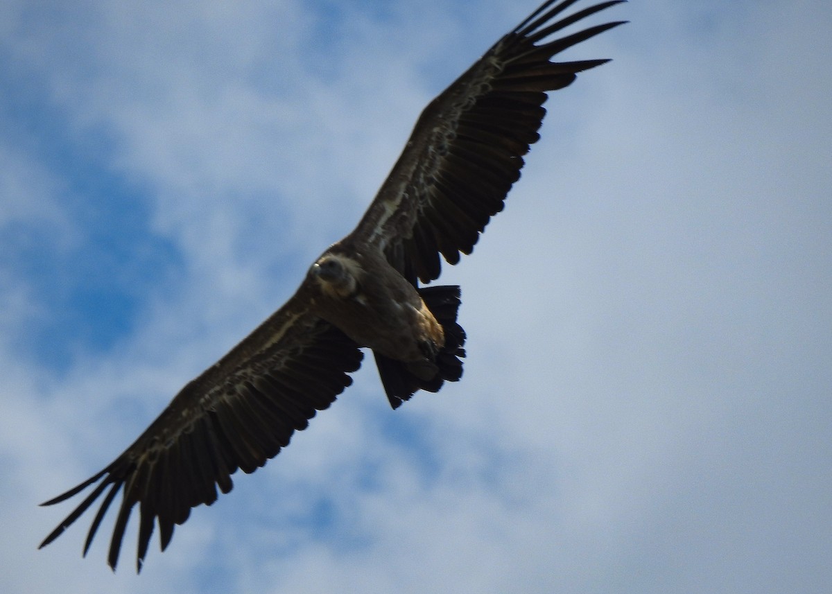 Eurasian Griffon - Luís Lourenço