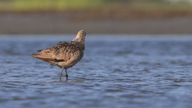 Marbled Godwit - ML472023651