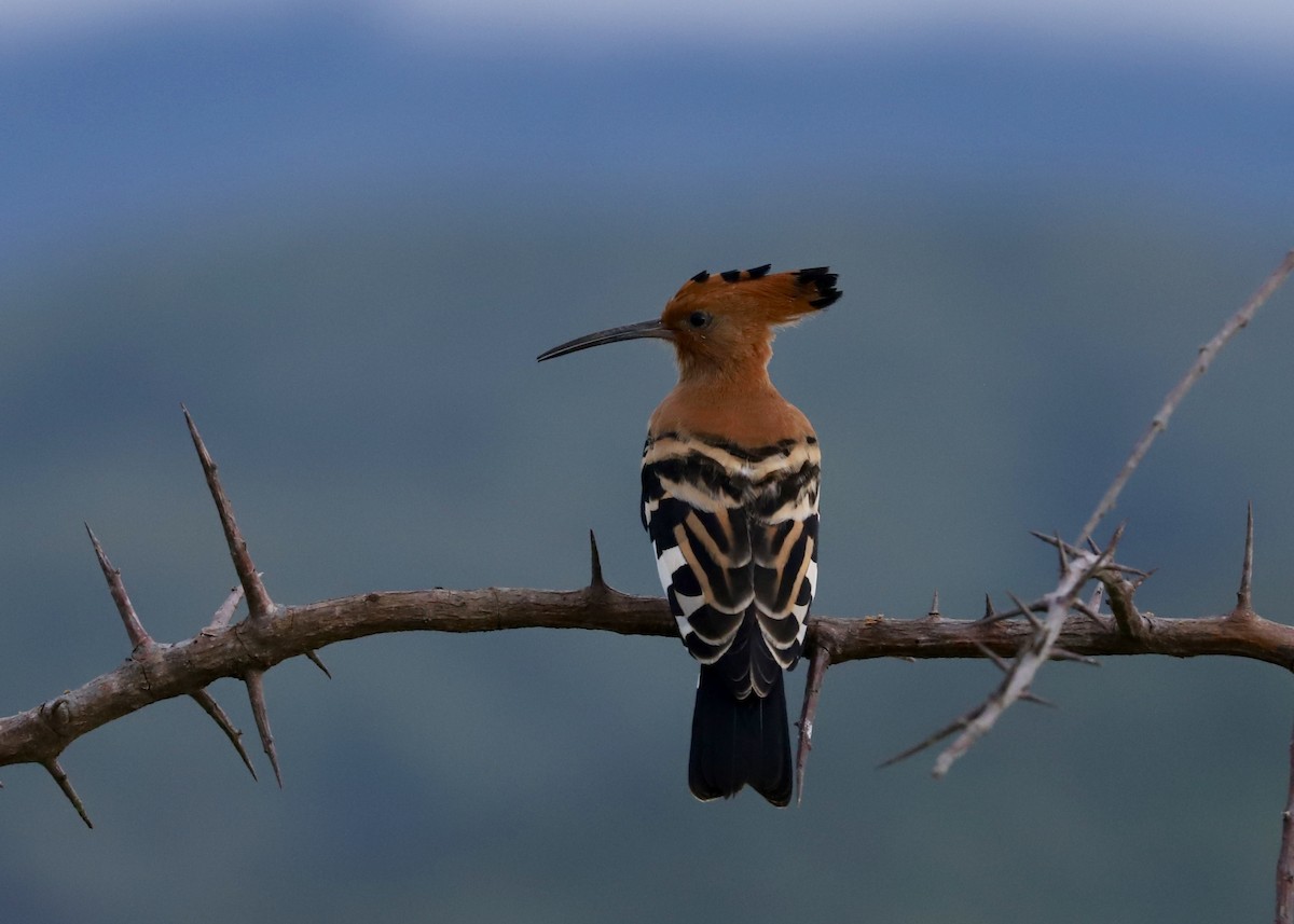 Eurasian Hoopoe - Kim Axmann