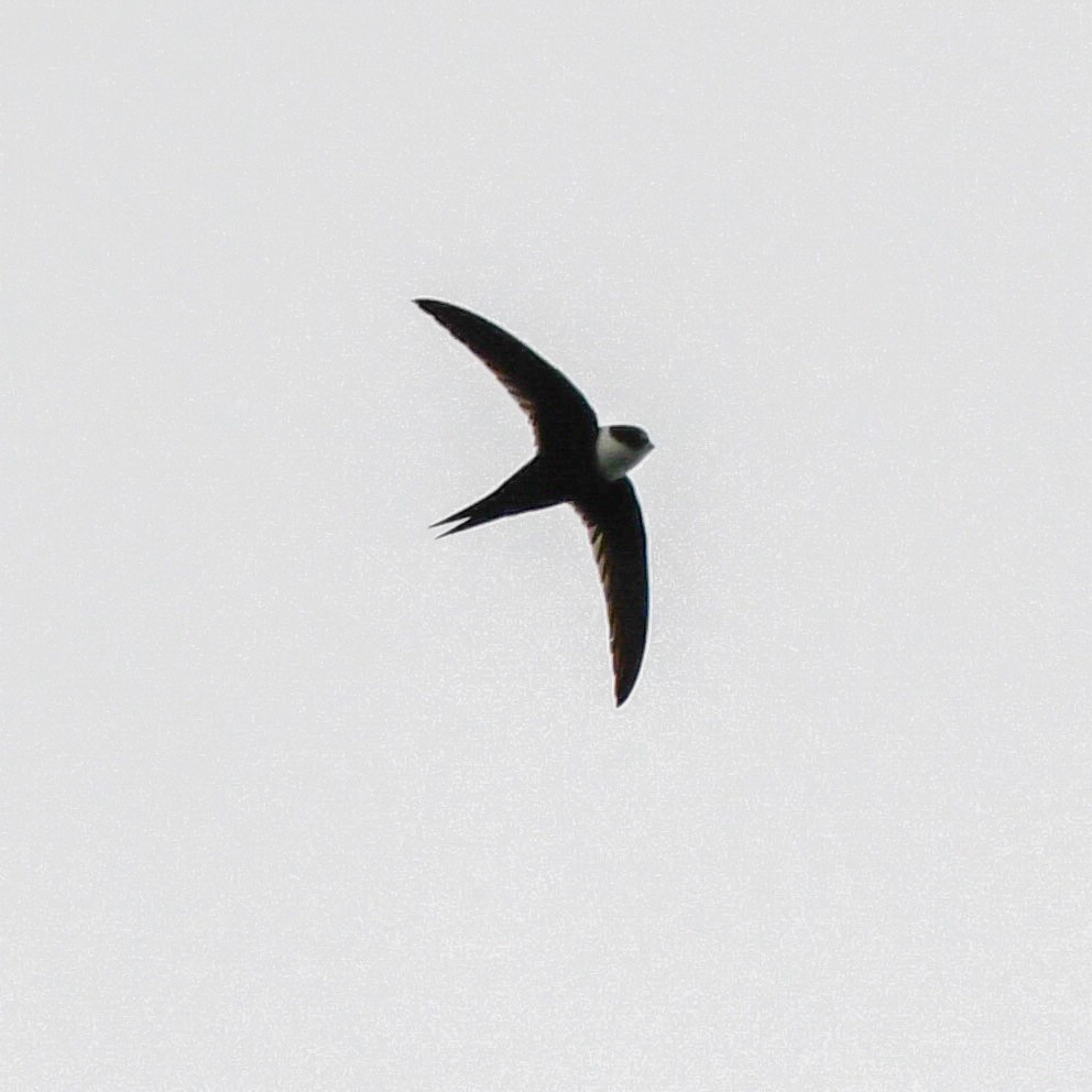 Lesser Swallow-tailed Swift - Andres Paniagua