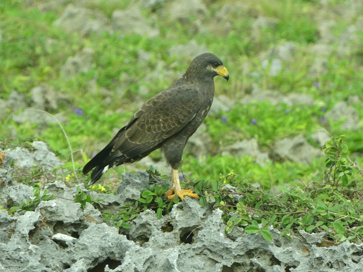 Cuban Black Hawk - ML47202621