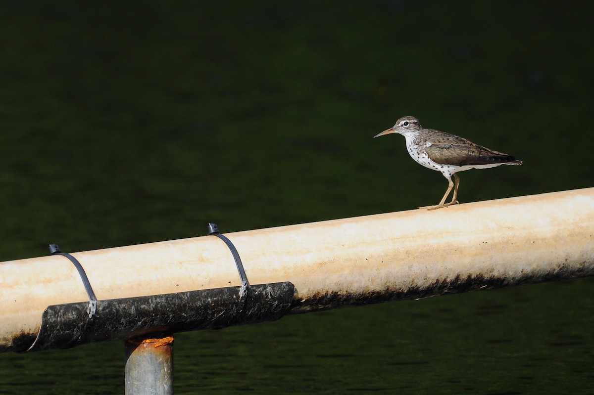 Spotted Sandpiper - ML472026821