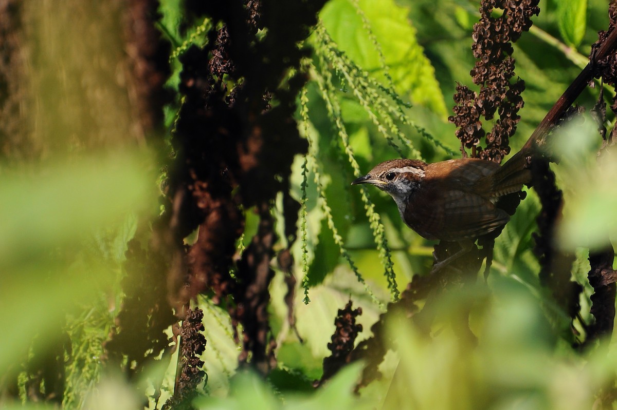 Carolina Wren - Mason Currier