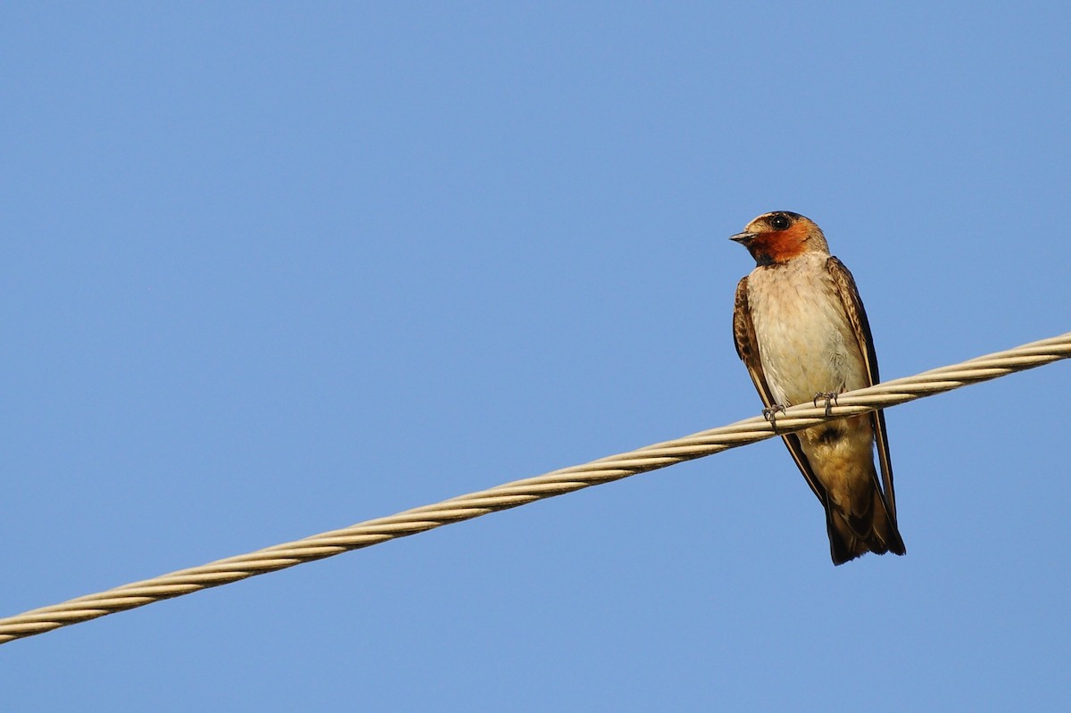 Cliff Swallow - ML472026971