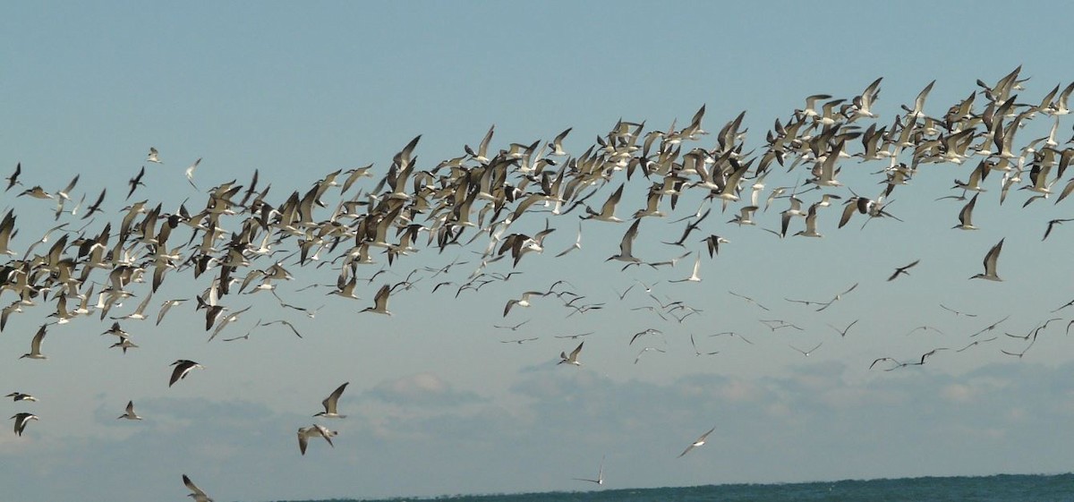 Black Skimmer - ML47202741