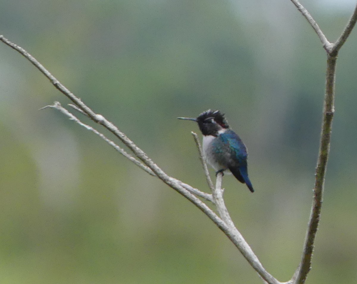 Bee Hummingbird - ML47202941