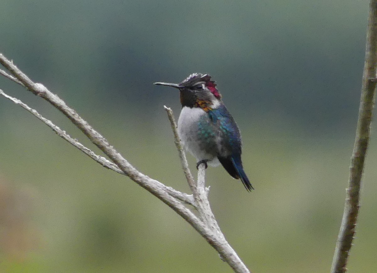 Bee Hummingbird - ML47203081