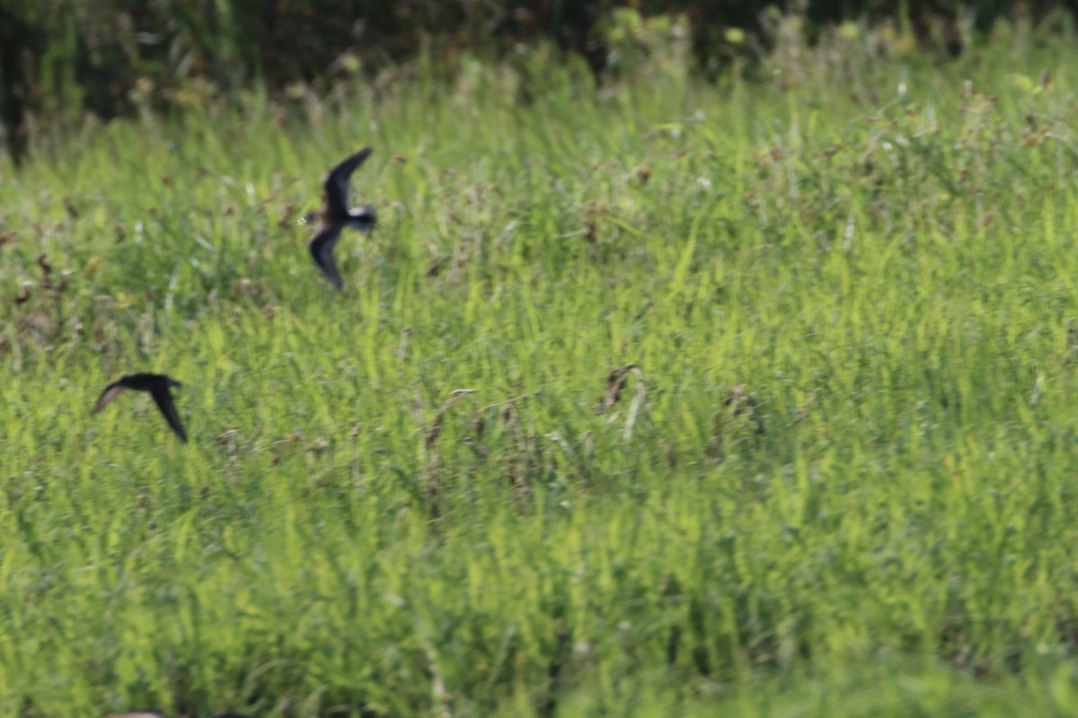 Calidris sp. (peep sp.) - ML472031011