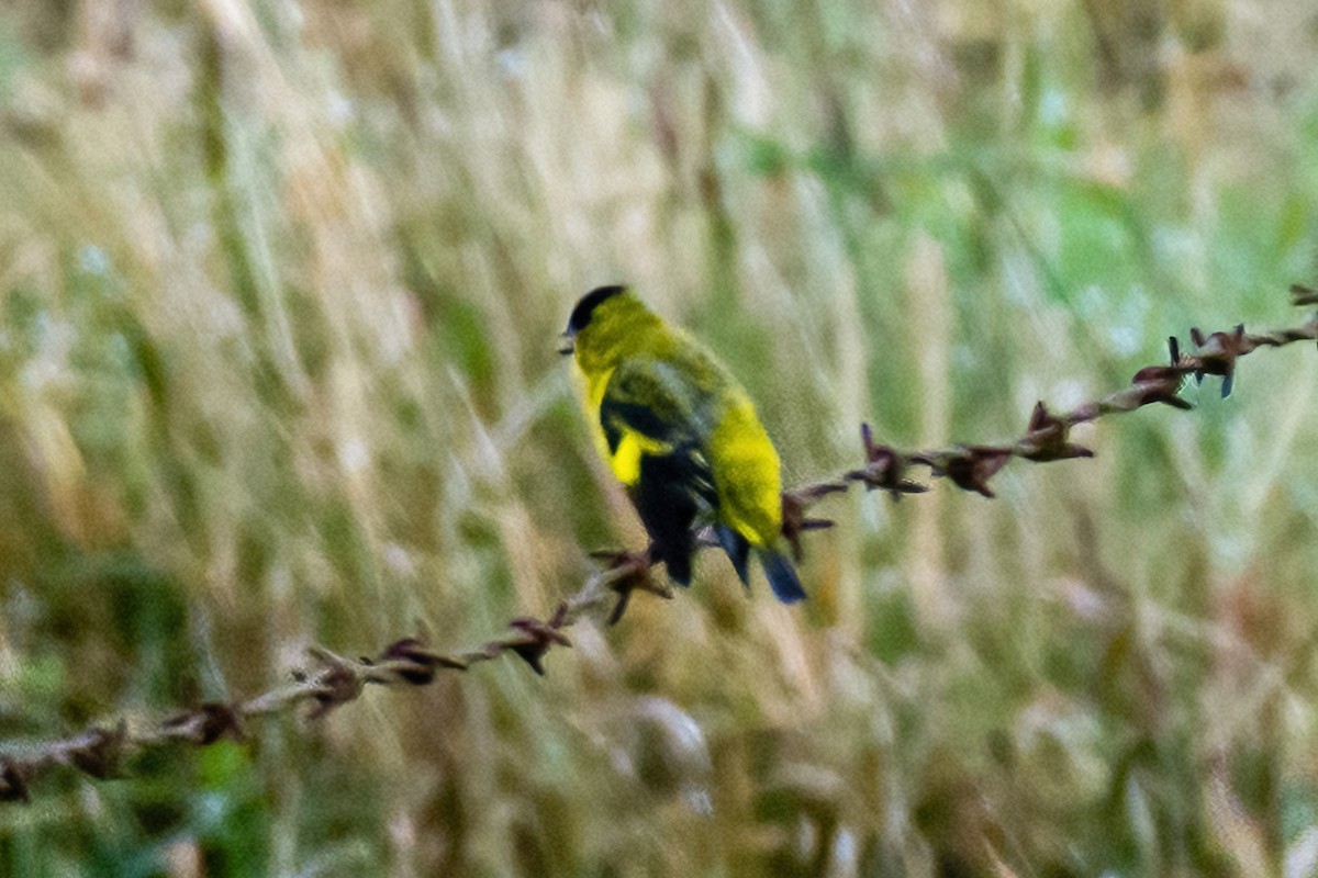 Andean Siskin - ML472031601