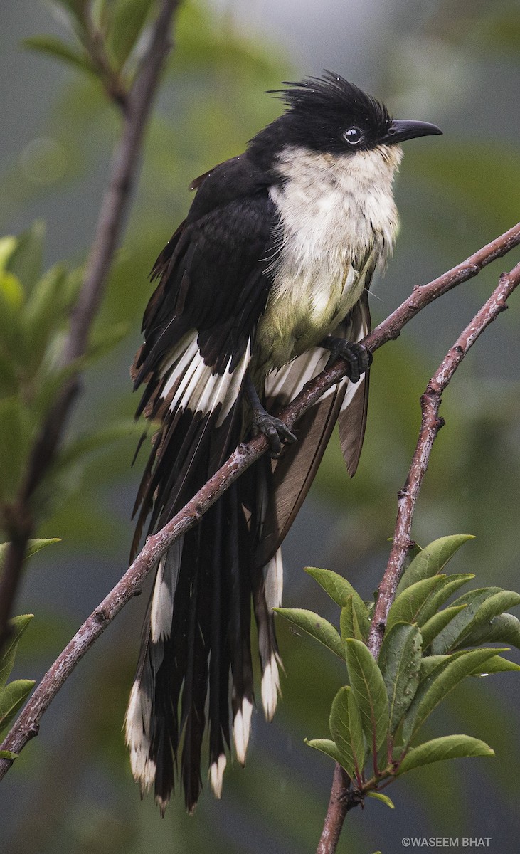 Pied Cuckoo - ML472031841