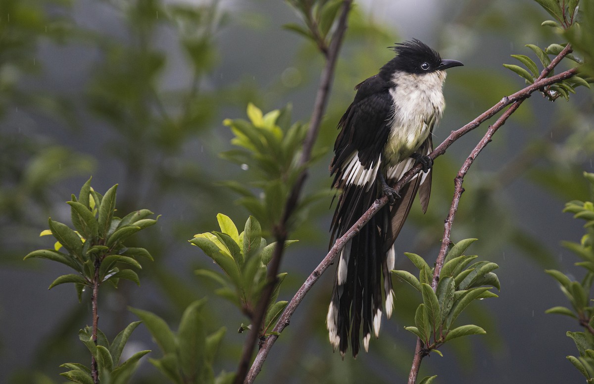 Pied Cuckoo - ML472032021