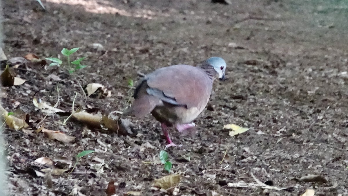 Chiriqui Quail-Dove - Jan Ekkers