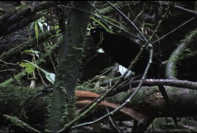 Wahnes's Parotia - ML472034