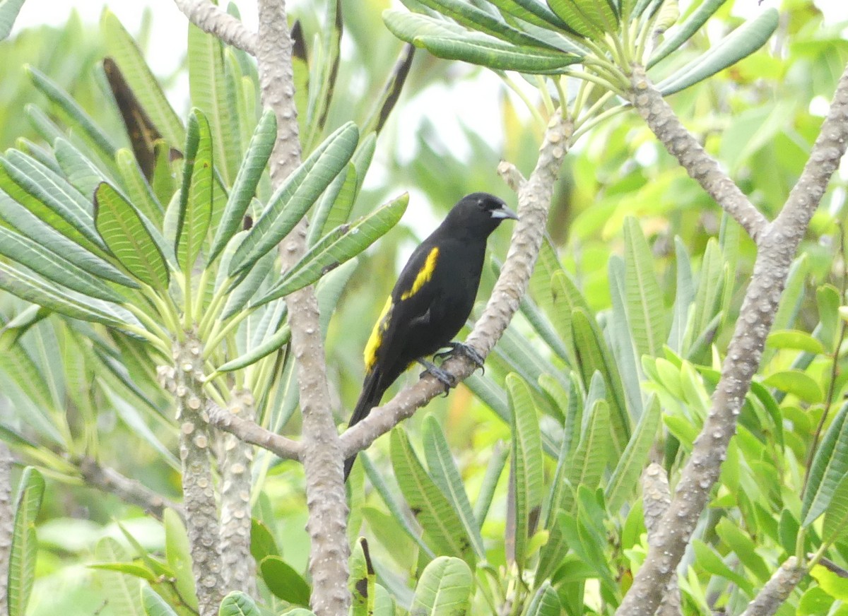 Cuban Oriole - ML47203431