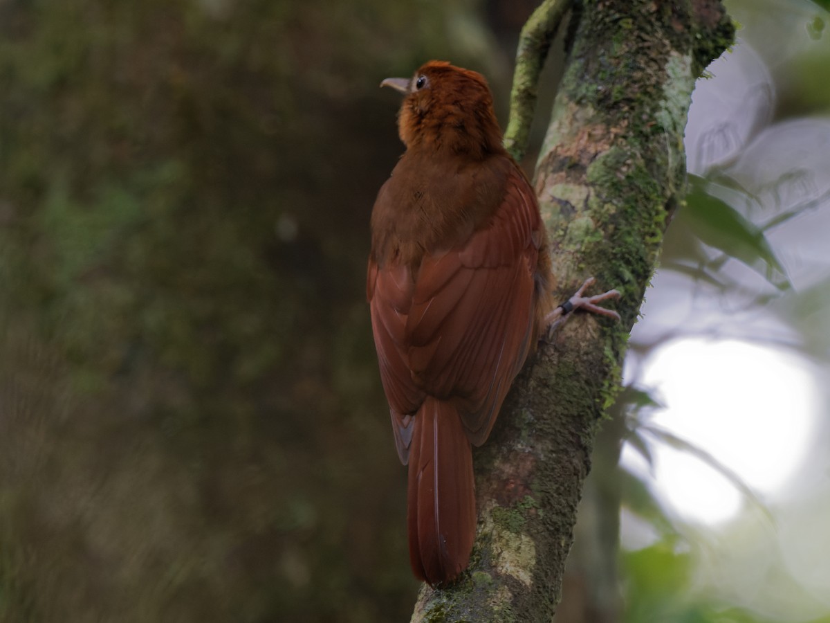 Ruddy Woodcreeper - Chris Allen