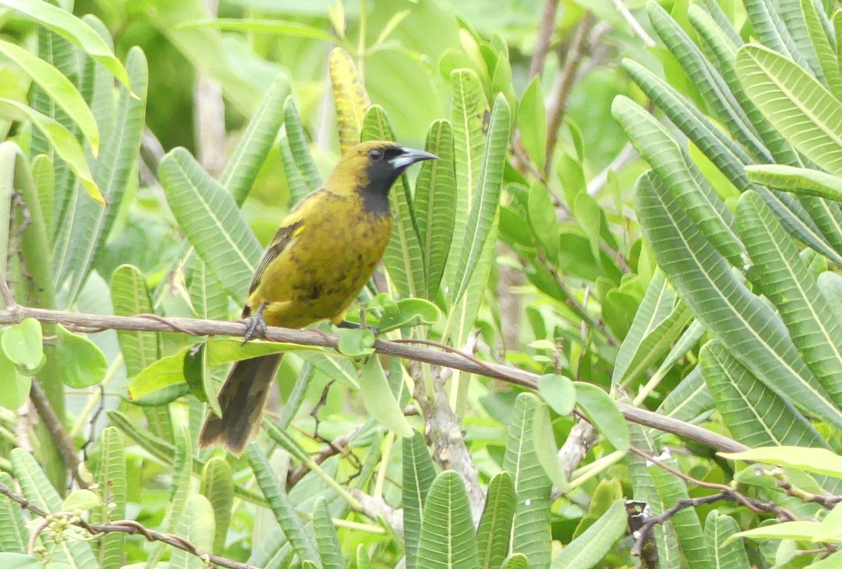 Cuban Oriole - ML47203451