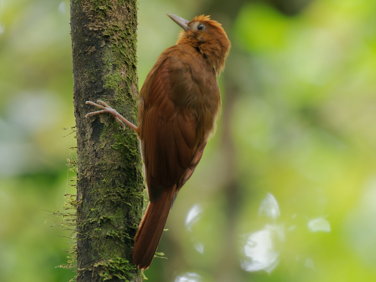 Ruddy Woodcreeper - Chris Allen