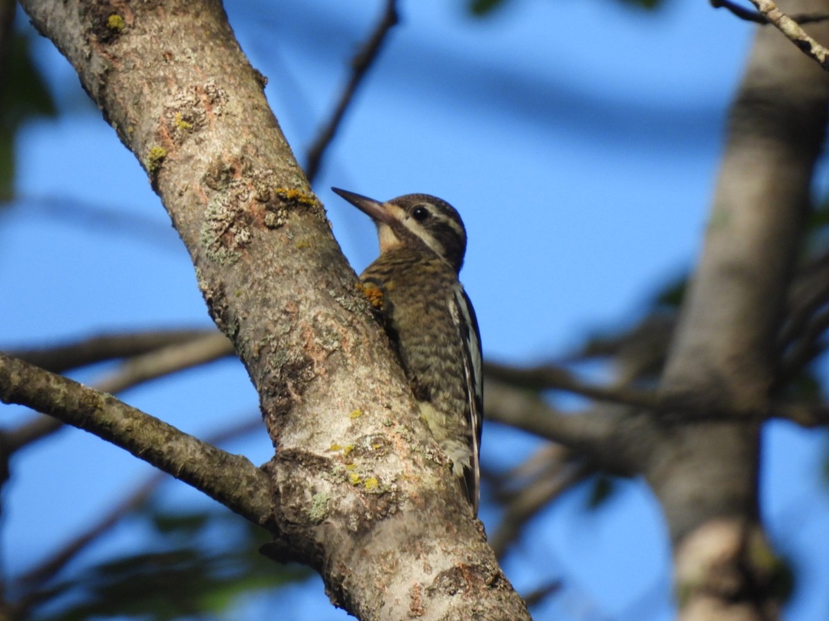 Yellow-bellied Sapsucker - ML472034581