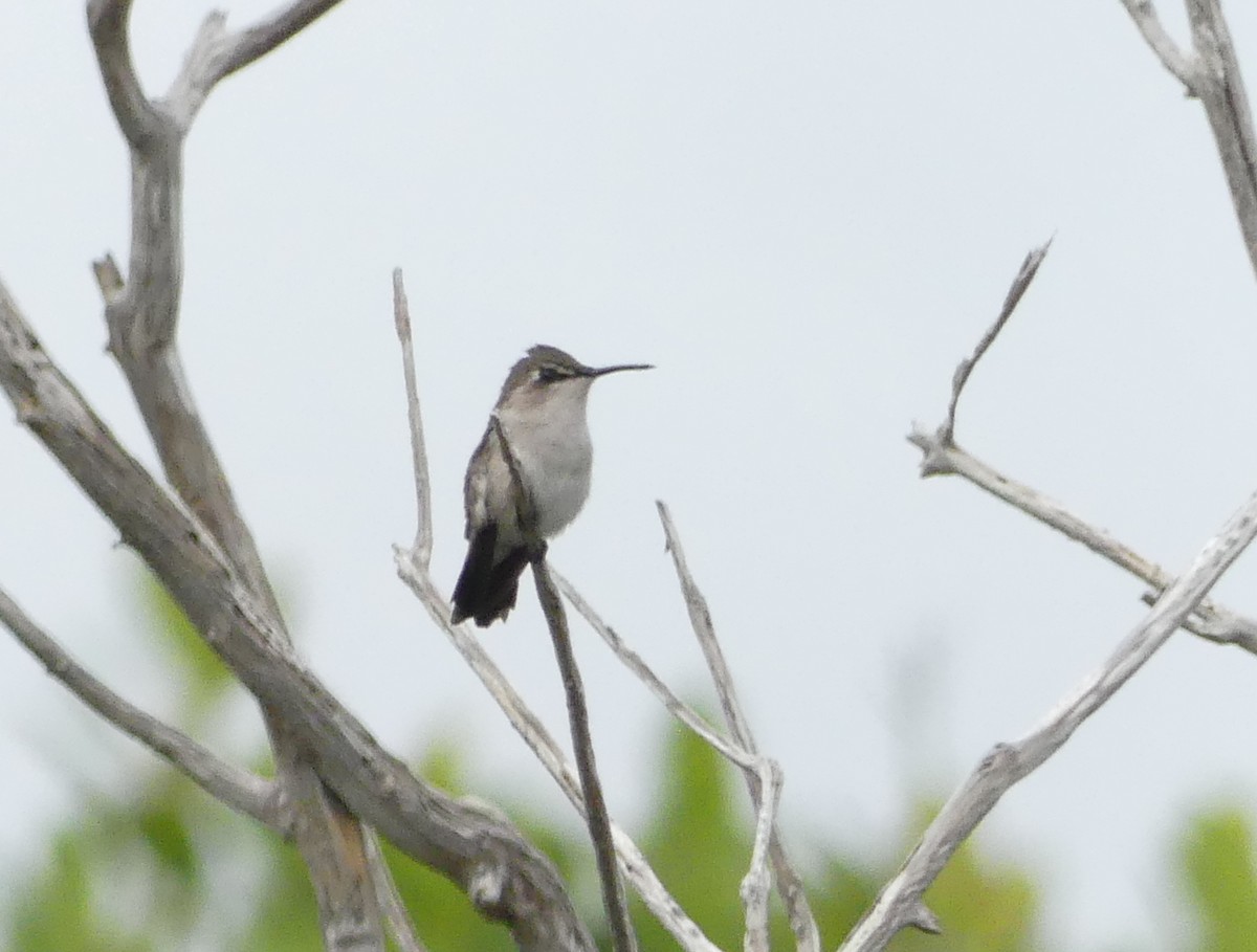 Bee Hummingbird - ML47203481