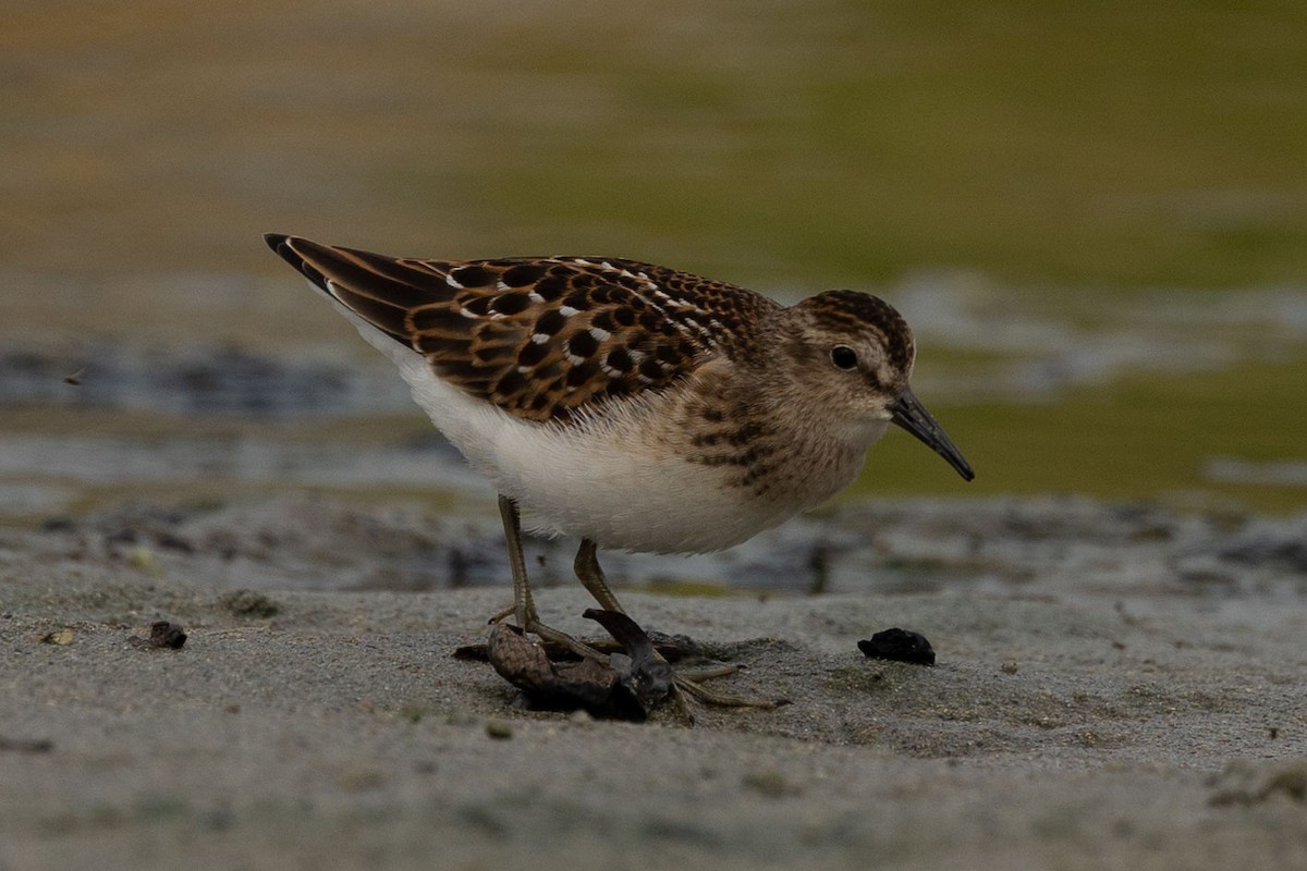 pygmésnipe - ML472035121