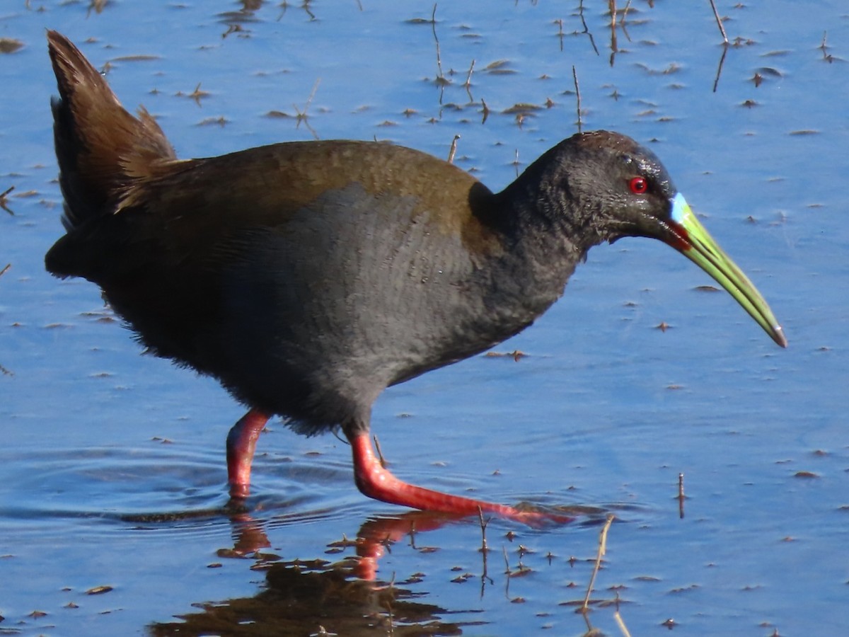 Plumbeous Rail - ML472035251