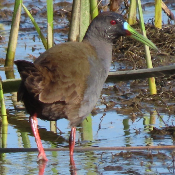 Plumbeous Rail - ML472035261