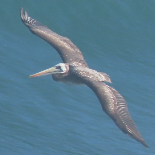 Peruvian Pelican - ML472035321