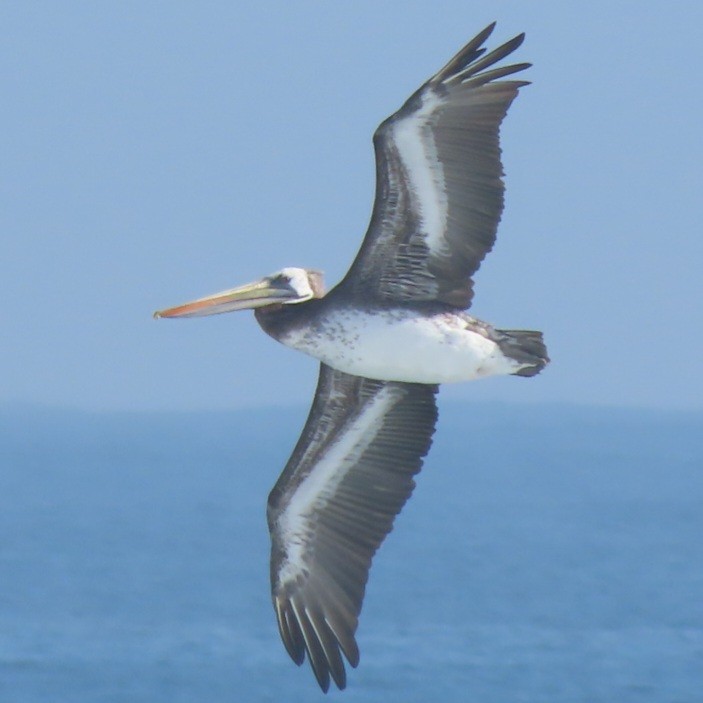 Peruvian Pelican - Emily Larson