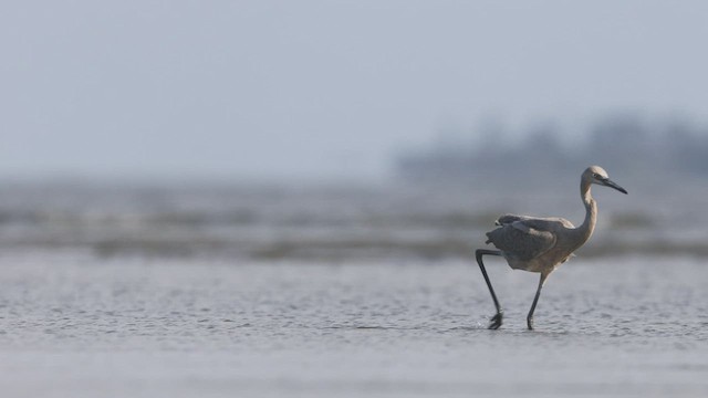 Reddish Egret - ML472035461