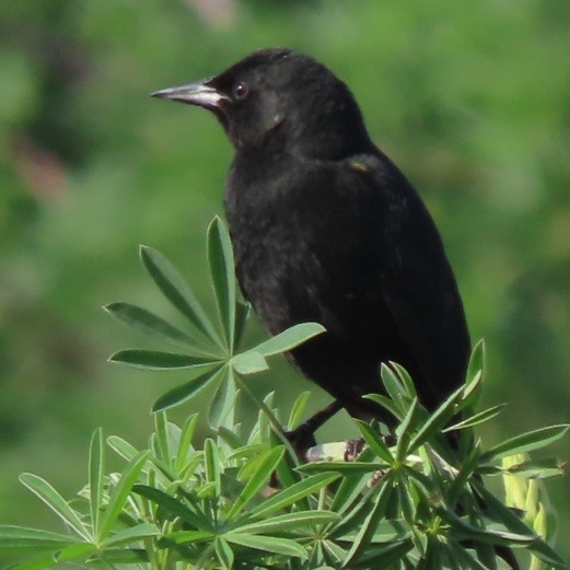 Yellow-winged Blackbird - ML472035471