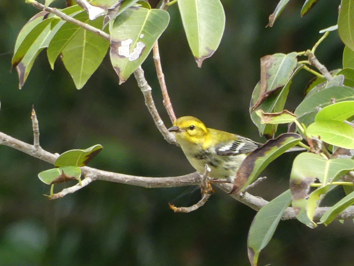 Black-throated Green Warbler - ML47203611