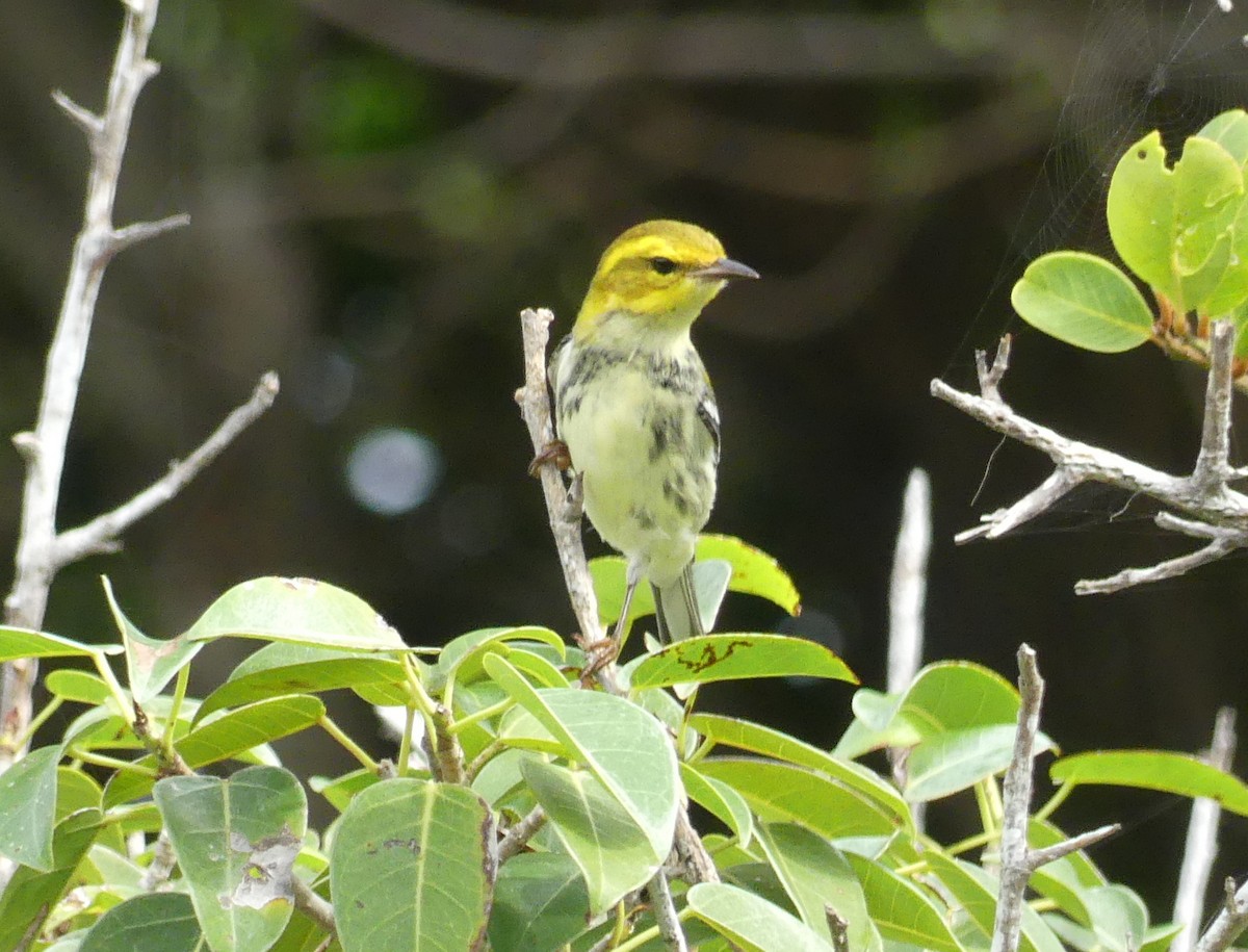 Black-throated Green Warbler - ML47203621