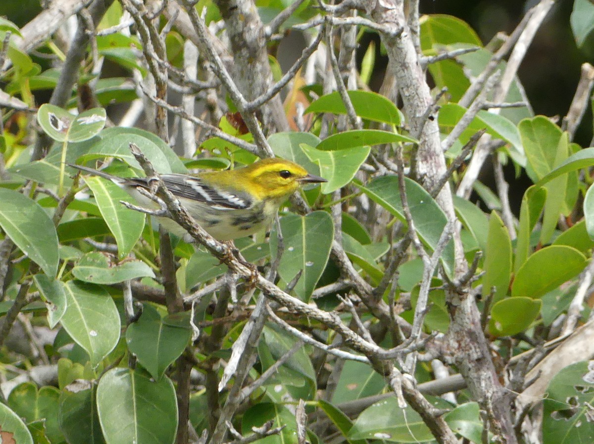 Black-throated Green Warbler - ML47203631