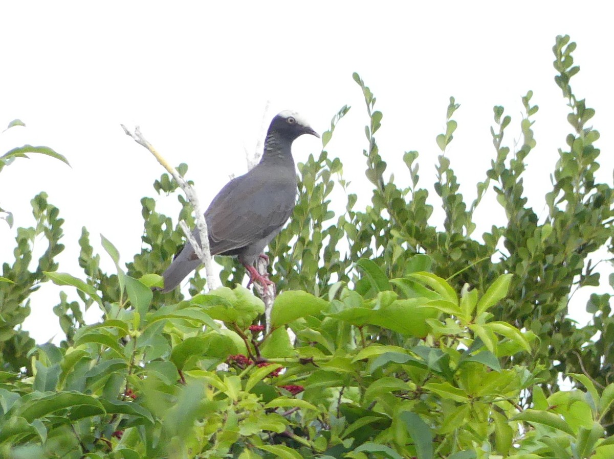 Pigeon à couronne blanche - ML47203871