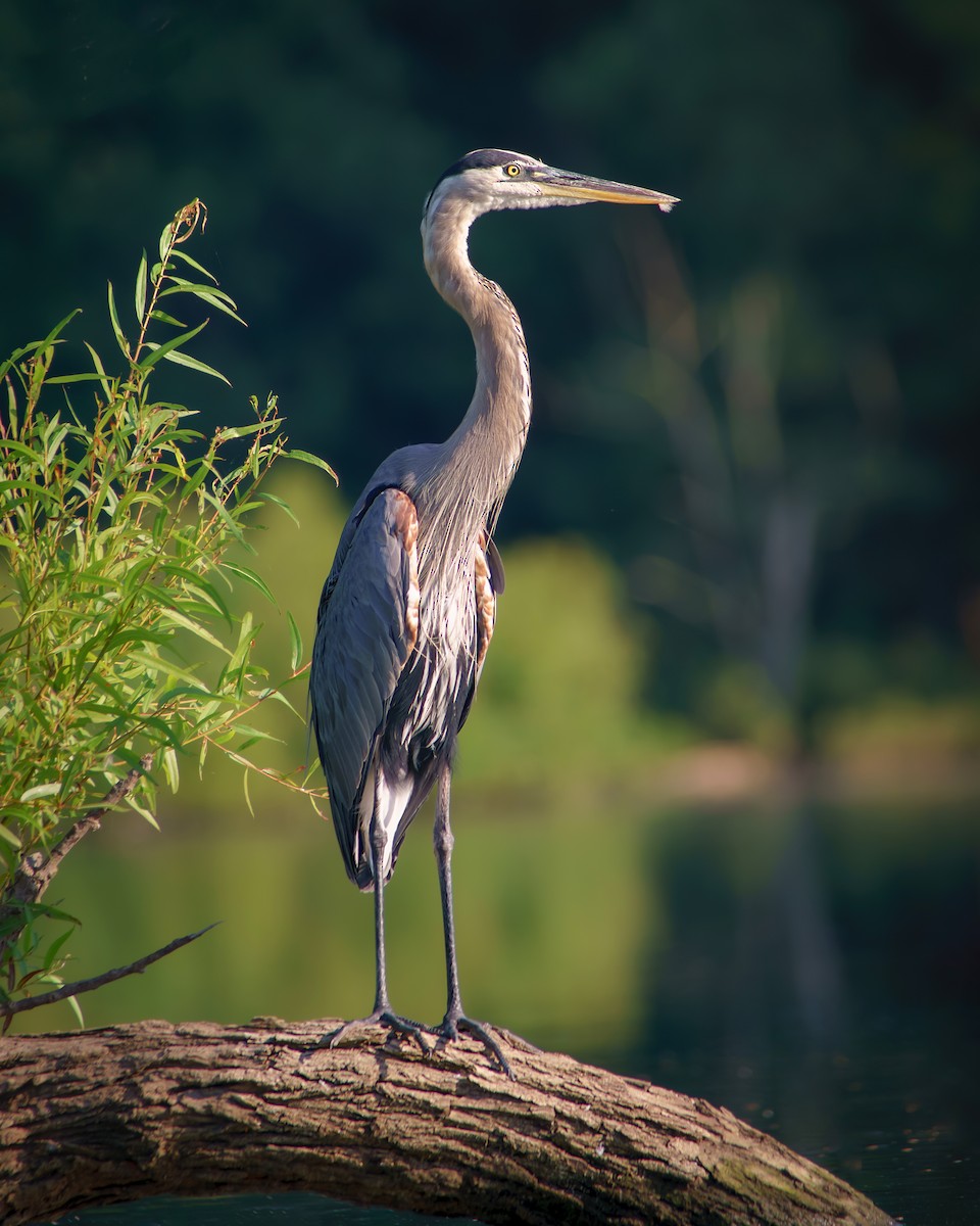 Great Blue Heron - ML472039561