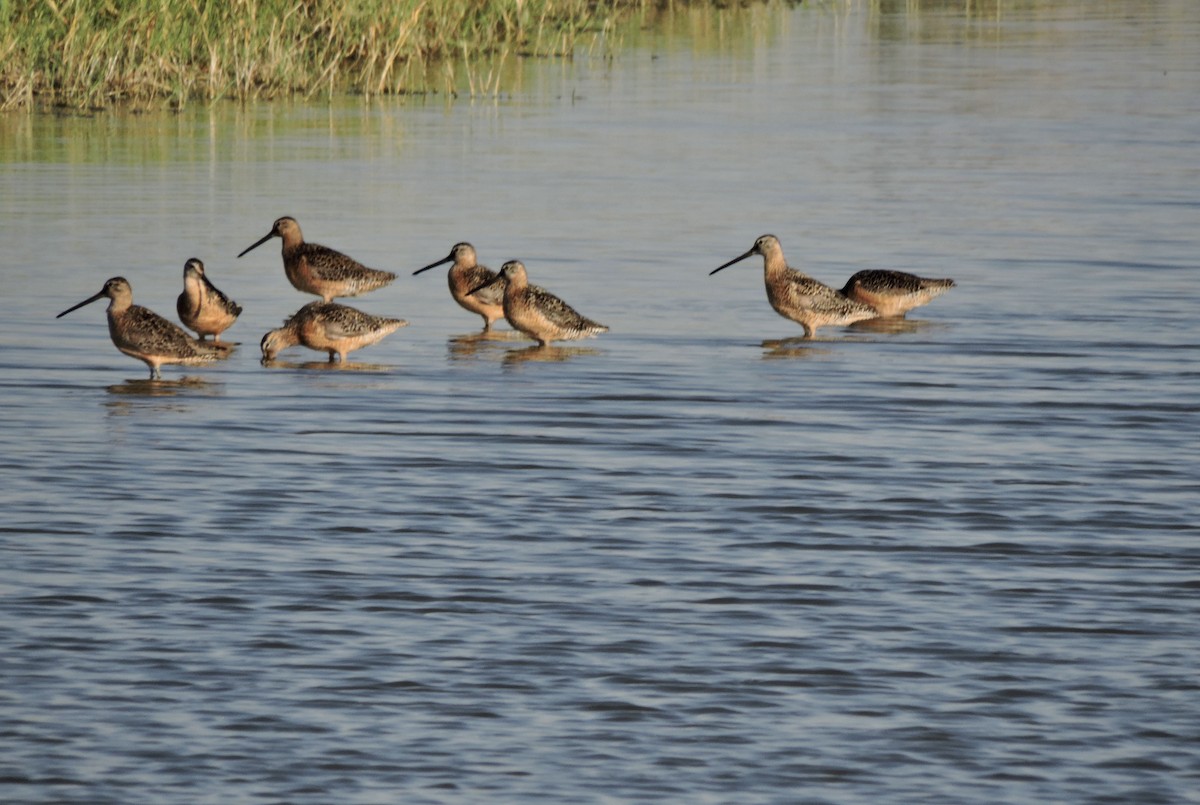 Long-billed Dowitcher - ML472040821