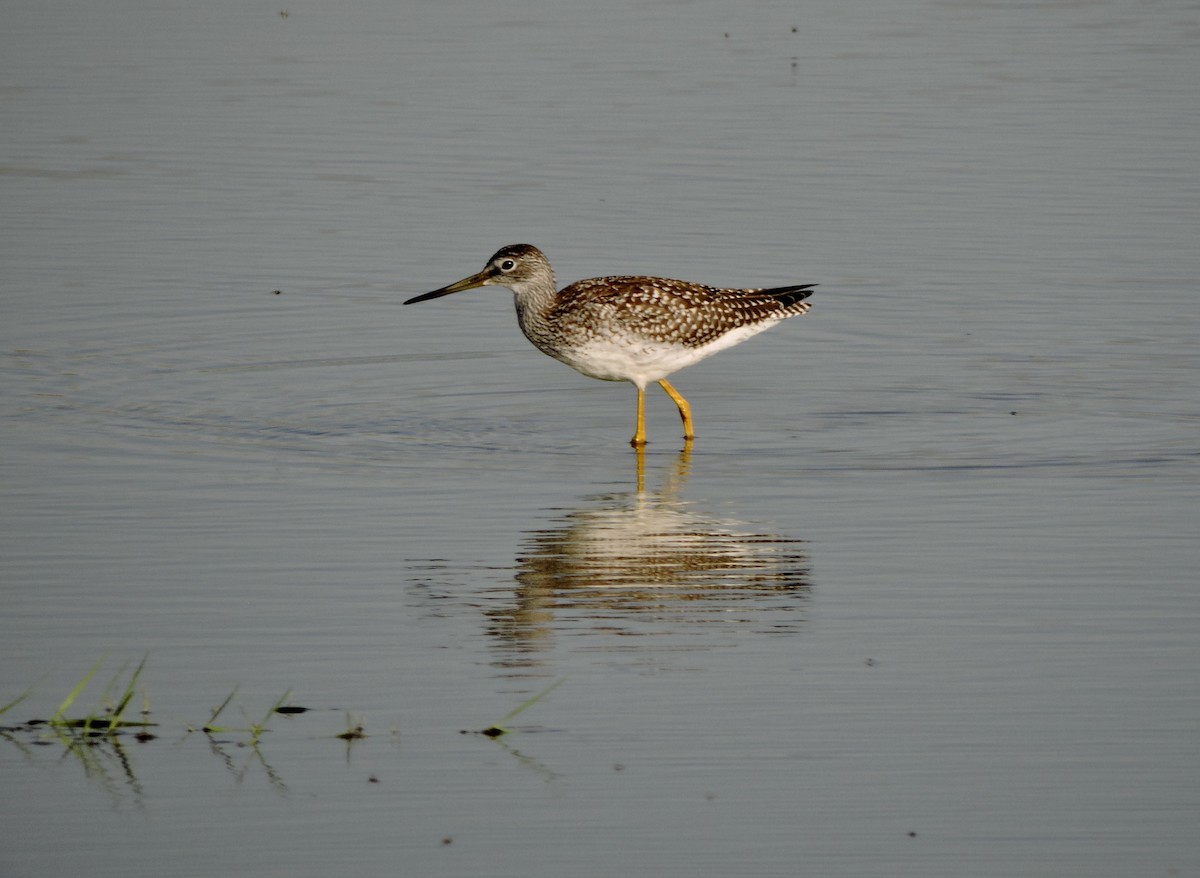 Greater Yellowlegs - ML472040931