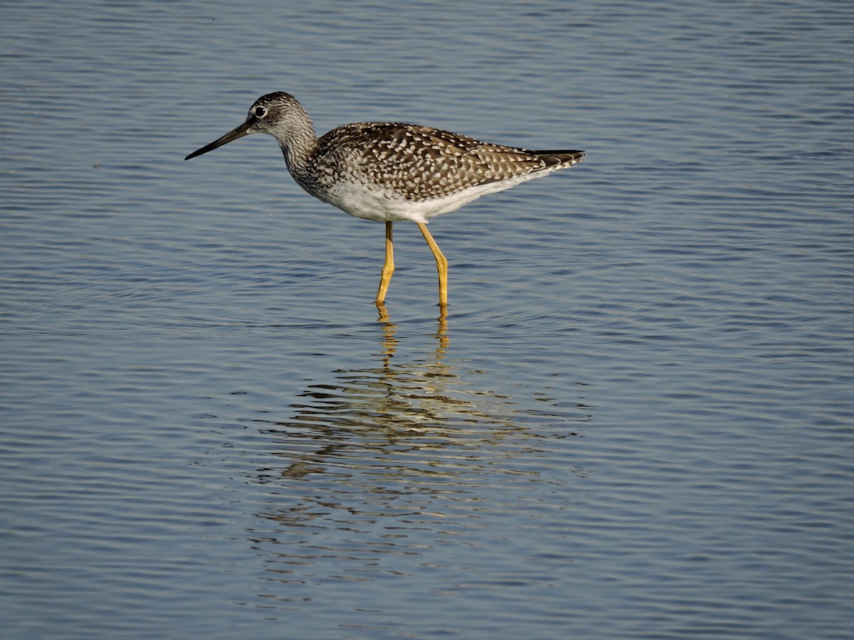 Greater Yellowlegs - ML472040941