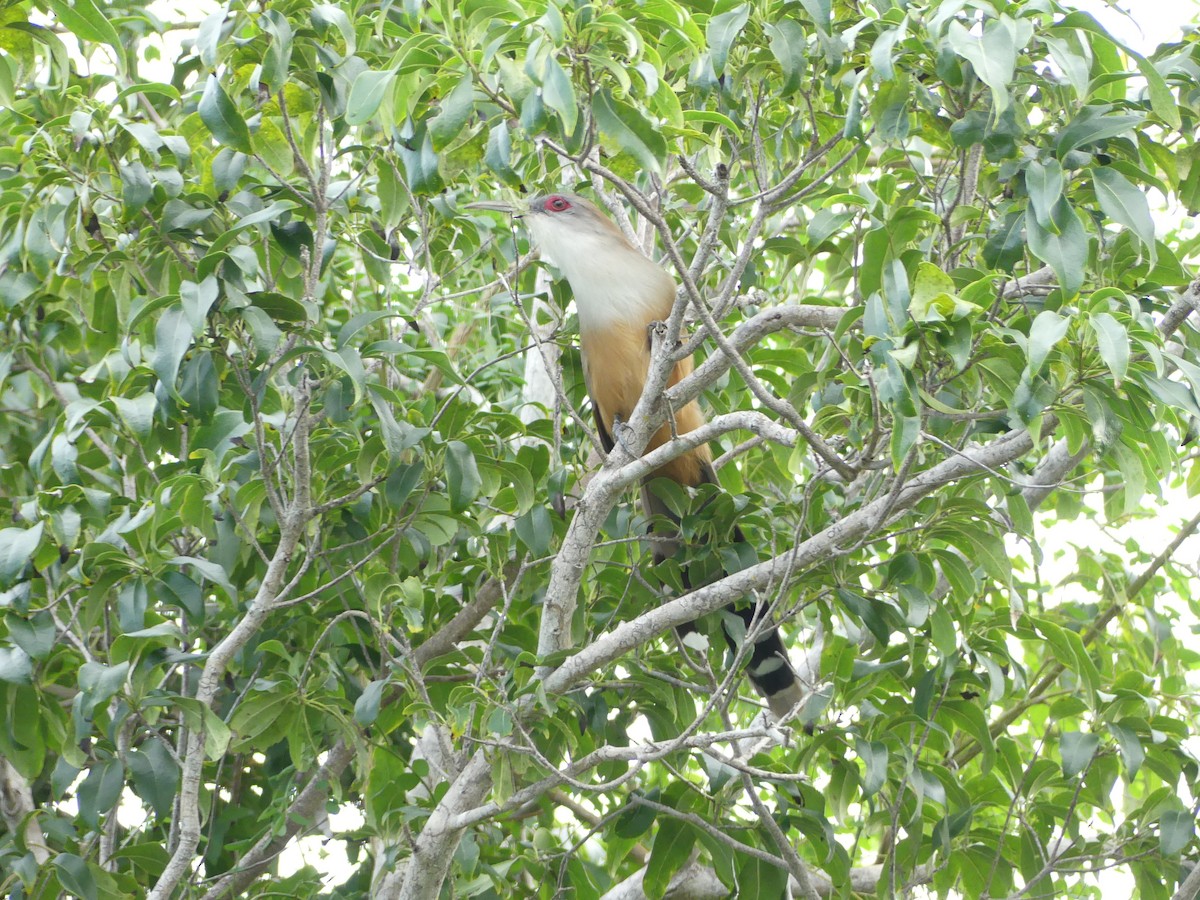 Great Lizard-Cuckoo (Cuban) - ML47204111