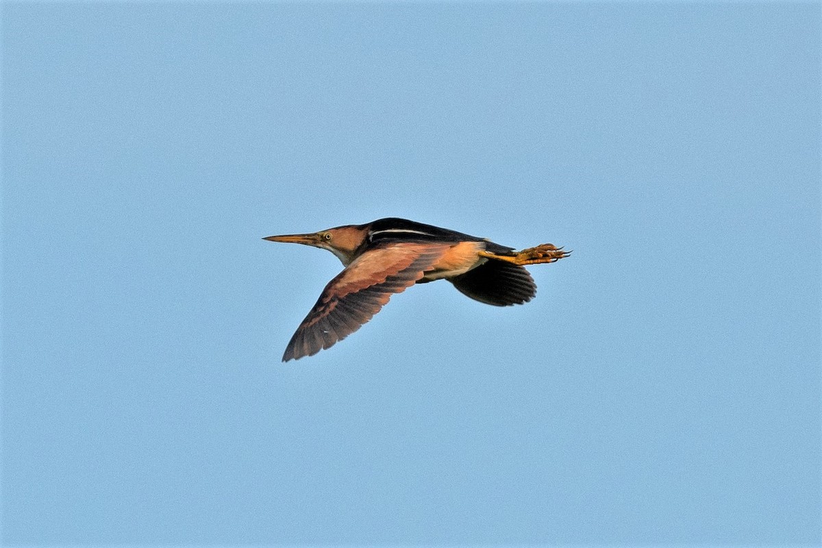 Least Bittern - ML472041791