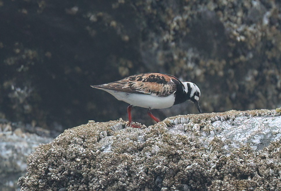 Ruddy Turnstone - ML472041841