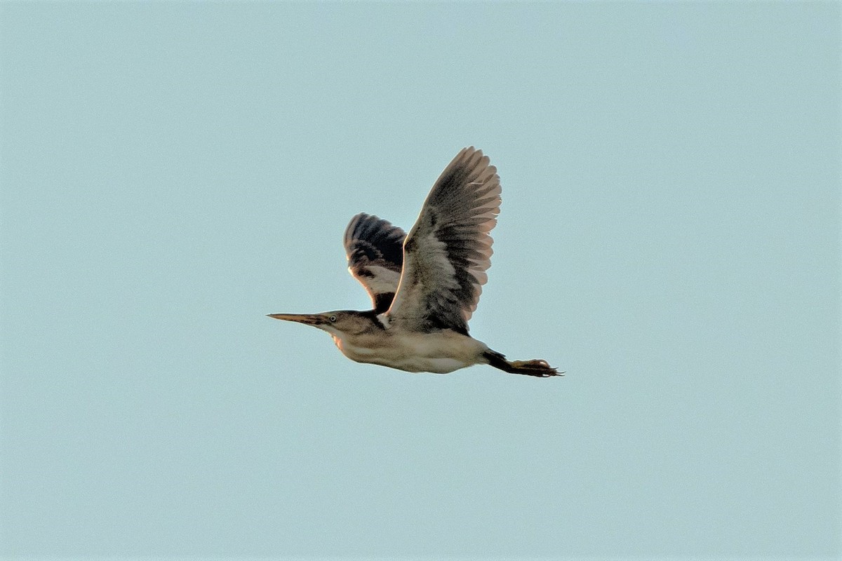 Least Bittern - ML472041991