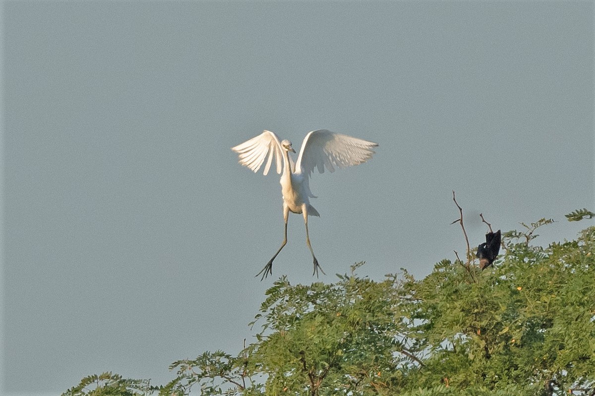 Little Blue Heron - ML472042291