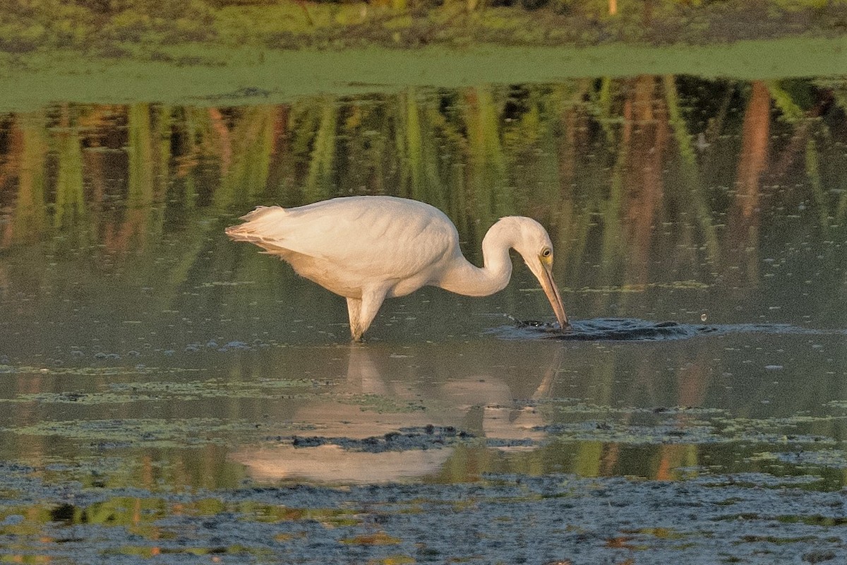 Little Blue Heron - ML472042431