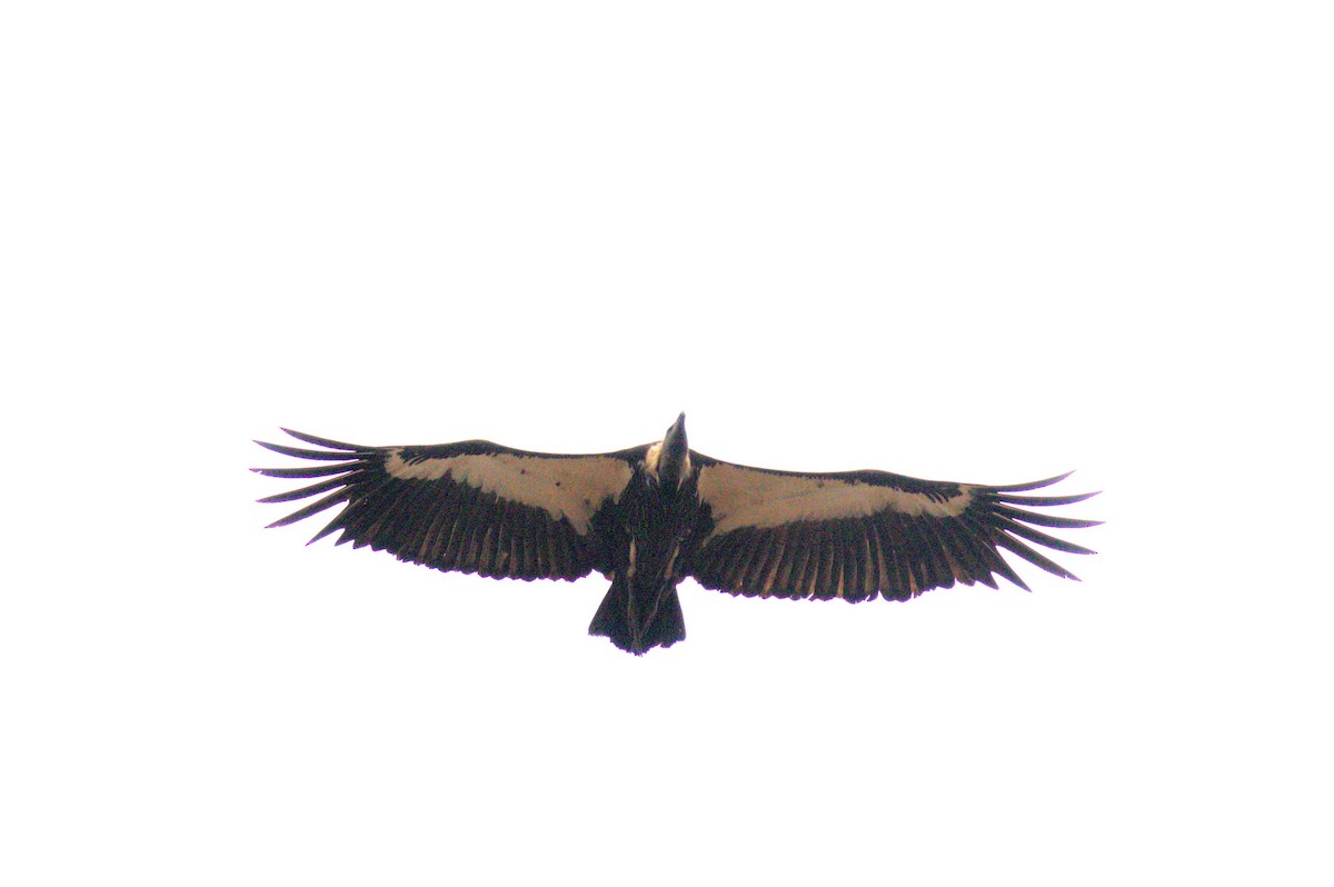 White-rumped Vulture - ML472042631