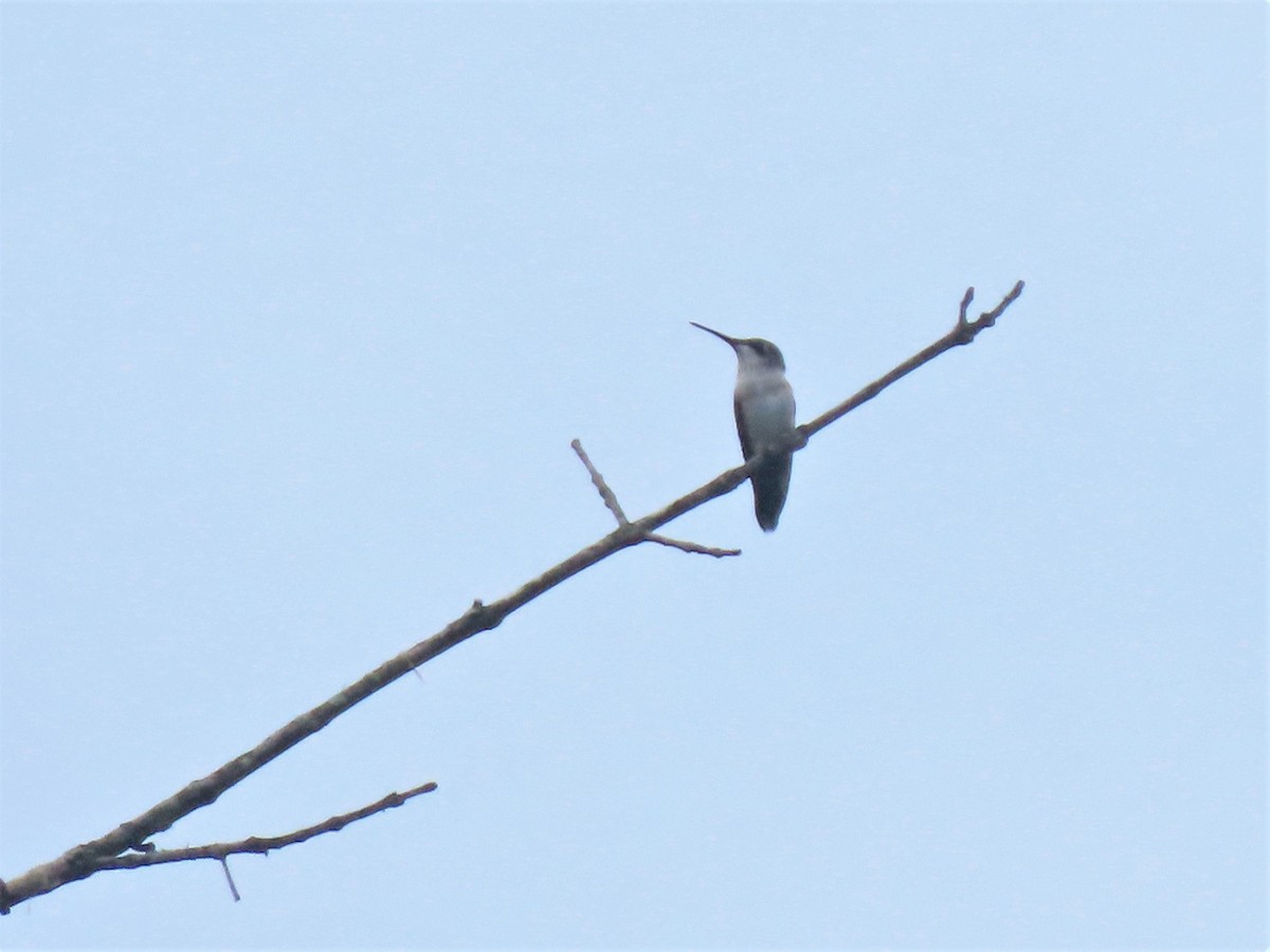 Ruby-throated Hummingbird - ML472042651