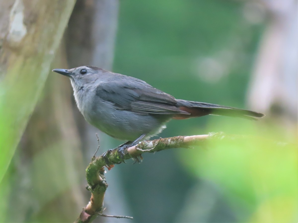 Gray Catbird - ML472042741