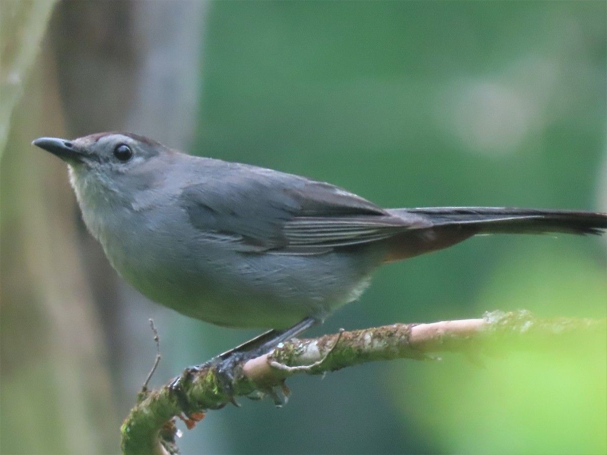 Gray Catbird - ML472042751